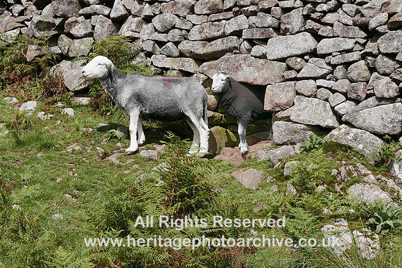 HRS 11457 Eskdale, Boot, Herdwicks on patrol L7750603