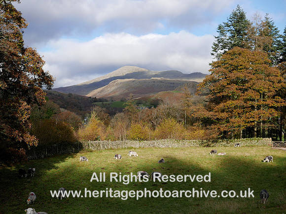HRS 11477 Eskdale, Beckfoot area, Herdwicks and mountains
