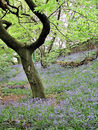 HRS 3070 Radcliffe, Mount Sion Wks bluebells 2004