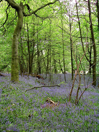 HRS 3069 Radcliffe, Mount Sion bluebells 2004