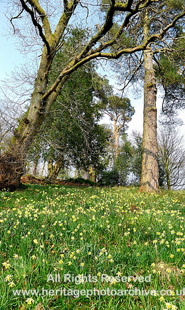 HRS 7177 Rydal, Dora's field, Trees and daffodils