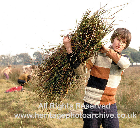 HRS 3186 Radcliffe, Rushbearing gathering rushes Cockey Moor 1974