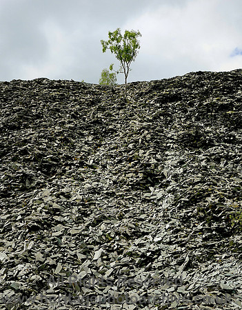 HRS 7185 The tree, Hodge Close quarry tips