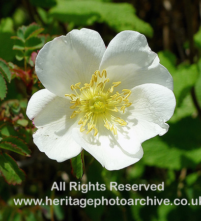 HRS 7201 Dog rose Sandscale Haws