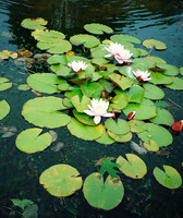 HRS 1201 Conwy, Bodnant Gardens lily pond c2000