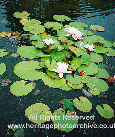HRS 1201 Conwy, Bodnant Gardens lily pond c2000