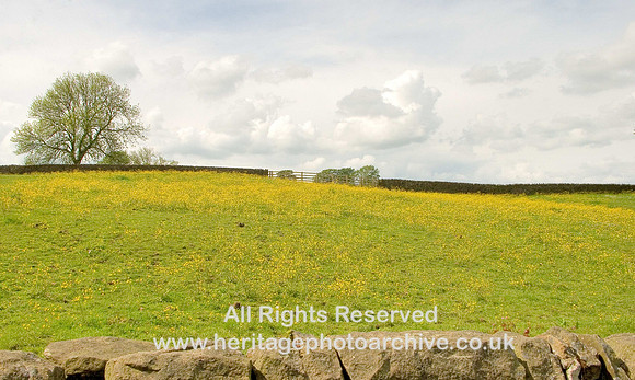 HRS 3590 Barnoldswick, Buttercup field