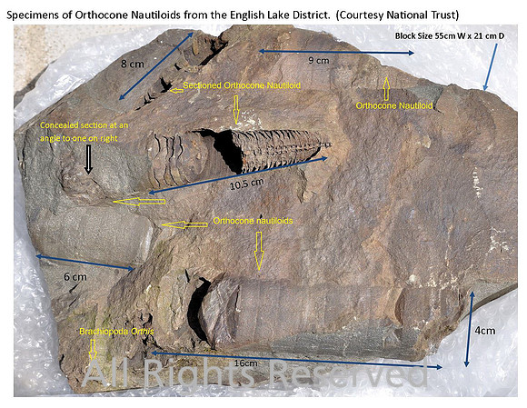 Orthocone nautiloids, Reference Image
