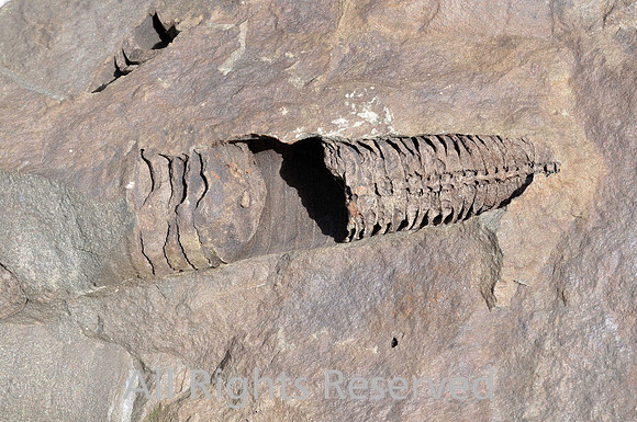 Orthocone nautiloid