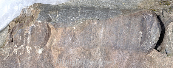 Orthocone nautiloid
