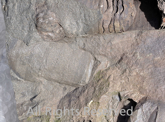 Jumble of orthocone nautiloid remains