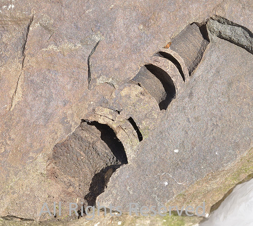 Orthocone nautiloid - patterning