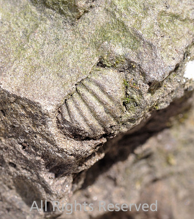 Brachiopoda, Orthis