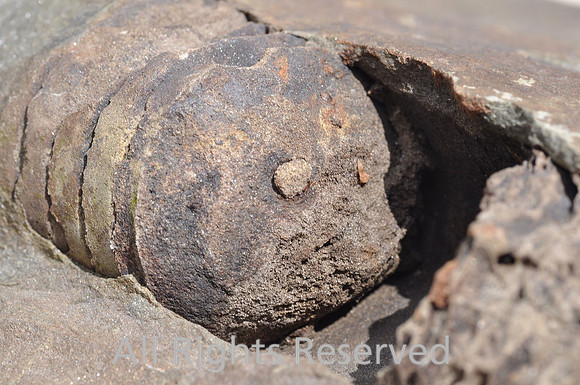 Orthocone  nautliloid - close up