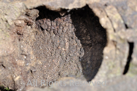 Orthocone Nautiloid  - patterning