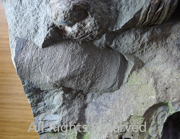 Orthocone nautiloid jumble