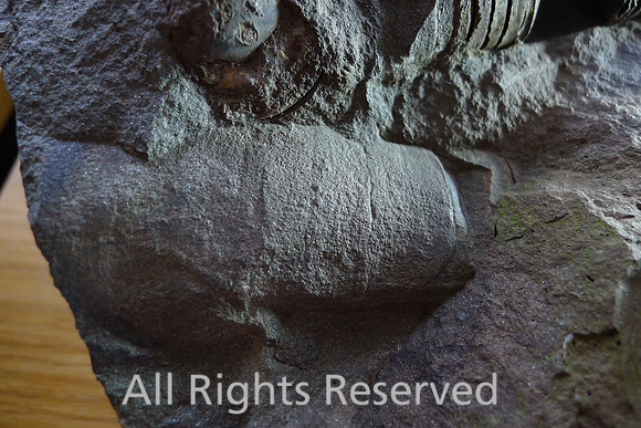 Orthocone nautiloid (LED)