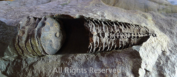 Orthocone nautiloid - septum and siphuncle