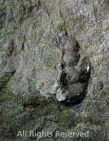 Brachiopoda, Orbiculoidea