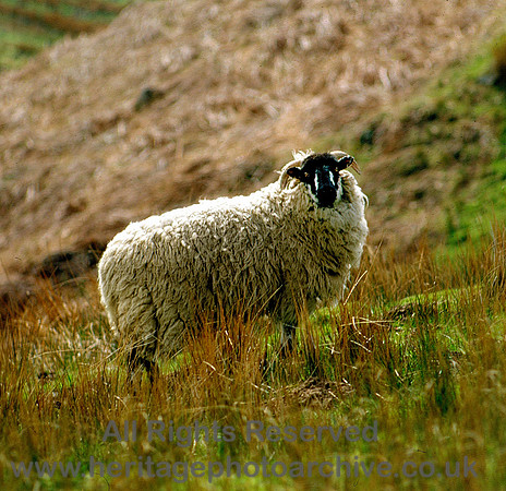 HRS 4038 Waddington Fell Newton side Ribble Valley sheep 1990s