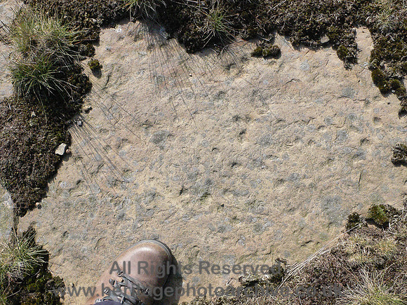 HRS 4097 Carboniferous, Trace fossils, Weir,  June 2008