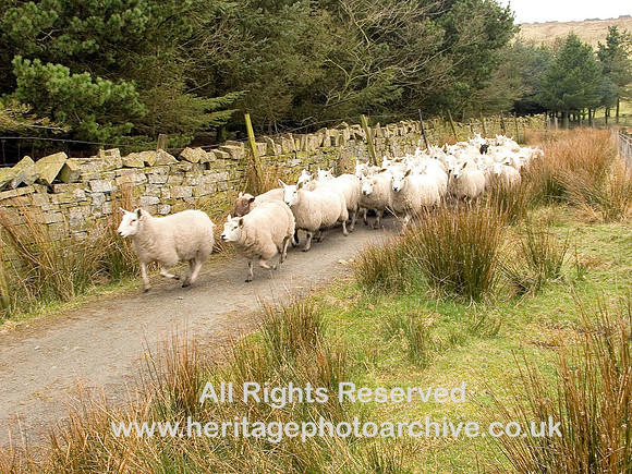 HRS 4300 Clough Head, sheep