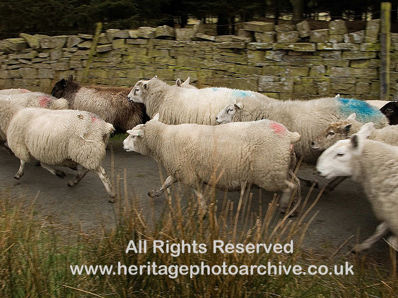 HRS 4301 Clough Head, sheep on the move