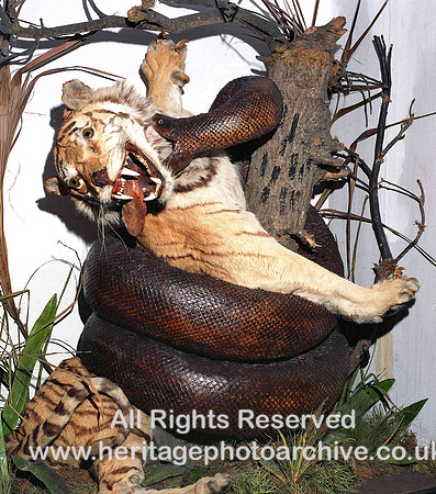HRS 4362 Tiger and Python Ross Museum