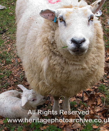 HRS 4373 Sheep and lamb Chirk 2010