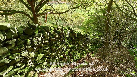 HRS 9842 Barbondale, the green wall L1180728