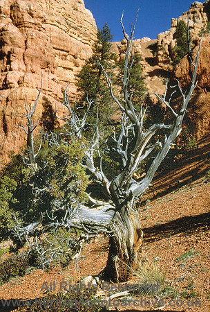 HRS 4536 USA, Bryce Canyon, Dead Tree