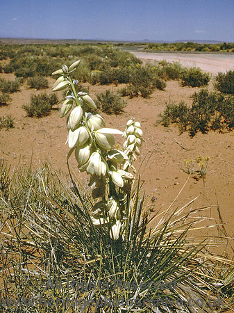 HRS 4552 USA, Monument valley desert flowers