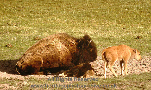 HRS 4569 USA, Yellowstone NP, Buffalo with young
