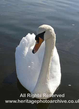 HRS 4633 Swans Conwy Quay 2007