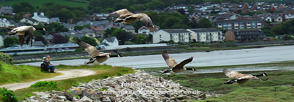 HRS 4626 Canada Geese RSPB Conwy May 2005