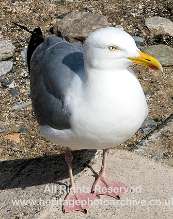 HRS 4628 Herring Gull on Llandudno prom July 2007