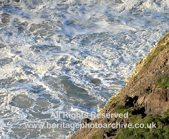 HRS 4629 Puffin, Flamborough Head June 2007