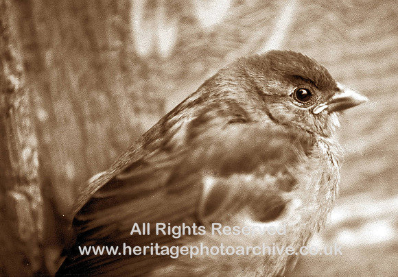 HRS 4630 House Sparrow, Radcliffe 1960s
