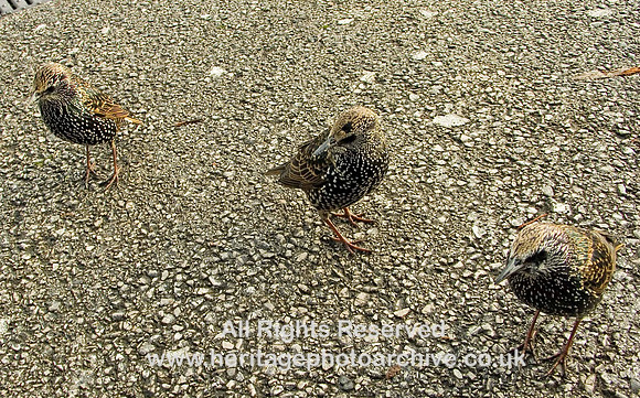 HRS 4631 Starlings, Chester Services 2008
