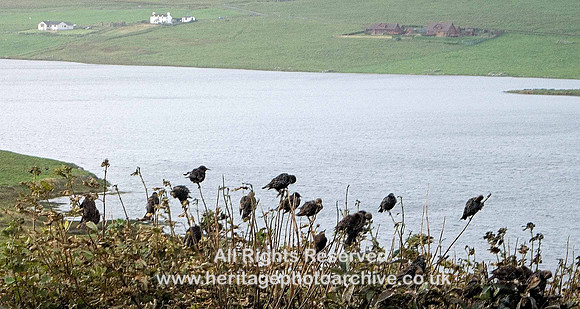 HRS 4632 Starlings, Spiggie Shetland Sep 2007