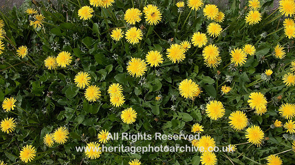 HRS 4634 Dandelions, Conwy 2008