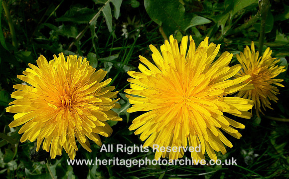 HRS 4635 Dandelions Close up 2008