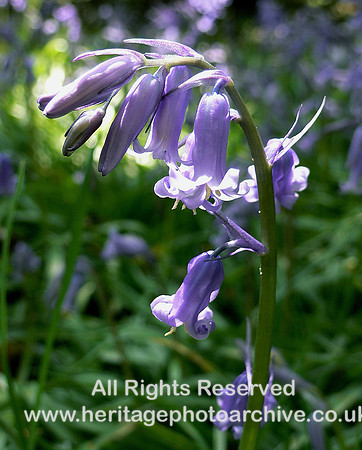 HRS 4638 Bluebells, Pensychnant 2006