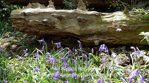 HRS 4638 Bluebells, Pensychnant 2006