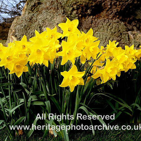 HRS 4638 Daffodils, Yorkshire Dales 1980s