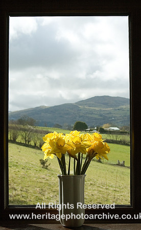 HRS 4639 Spring Daffodils,  Bryn Seiri Conwy 2008
