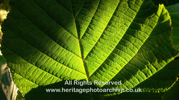 HRS 4641 Tree leaf lit from behind