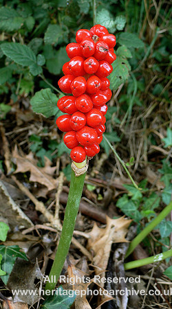 HRS 4642 Lords and Ladies, Abergwyngregyn Aug 2008