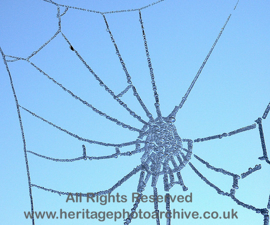 HRS 4651 Frozen spider's web 5 Dec 2010