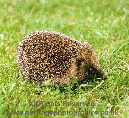 HRS 4654 Hedgehog, Tremarfon, Llanrwst 1999